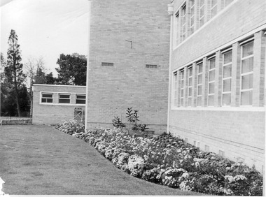Photograph - Black and white print, E.M. Gibson, Planting in Front of the Administration Building, 1947