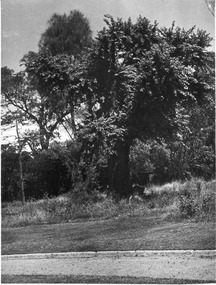 Photograph - Black and white print, E.M. Gibson, Garden View, 1947