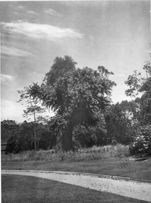Photograph - Black and white print, E.M. Gibson, Garden View, 1947