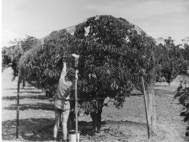 Photograph - Black and white print, E.M. Gibson, Fruit Tree With Net, 1947