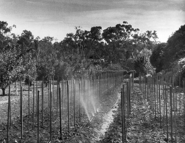 Photograph - Black and white print, E.M. Gibson, Irrigation in the Orchard, 1947