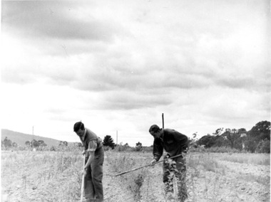 Photograph - Black and white print, E.M. Gibson, Students Hoeing Crops, 1947