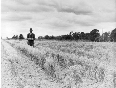 Photograph - Black and white print, E.M. Gibson, Man Styanding in a Field of Crops, 1947