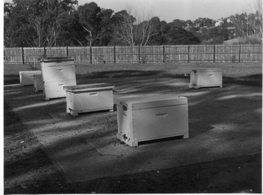 Photograph - Black and white print, E.M. Gibson, Beehives, 1947