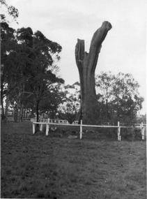 Photograph - Black and white print, E.M. Gibson, Tree in the Process of Removal, 1947