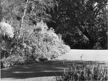 Photograph - Black and white print, E.M. Gibson, Herbaceous Border, 1947