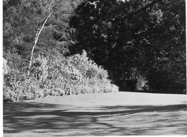 Photograph - Black and white print, E.M. Gibson, Herbaceous Border, 1947