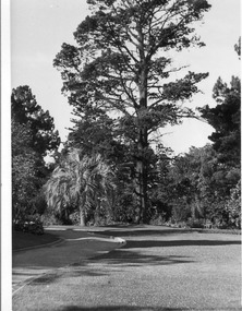 Photograph - Black and white print, E.M. Gibson, Garden View and Cypress Tree, 1947