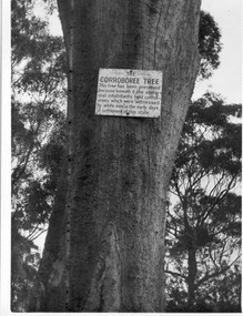 Photograph - Black and white print, E.M. Gibson, Corroboree Tree, 1947