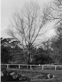 Photograph - Black and white print, E.M. Gibson, Corner Lagoon Paddock, 1948