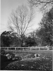 Photograph - Black and white print, E.M. Gibson, Lagoon Paddock, 1948