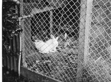 Photograph - Black and white print, E.M. Gibson, Rabbits in an Enclosure, 1951