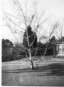 Photograph - Black and white print, E.M. Gibson, Birch Tree in Front of Plant Research Lboratory, 1947