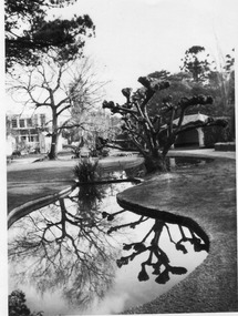 Photograph - Black and white print, E.M. Gibson, Lily Pond, 1947