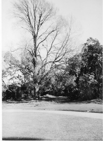 Photograph - Black and white print, E.M. Gibson, Ulmus From Oak Lawn, Early August 1947