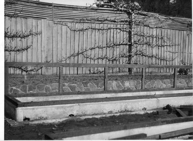 Photograph - Black and white print, E.M. Gibson, Espaliered Pears, August 1947