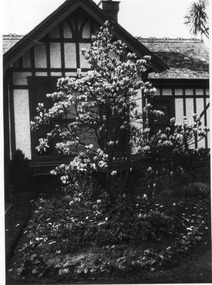 Photograph - Black and white print, E.M. Gibson, Magnolia soulangeana in Front of Principal's Residence, 1947