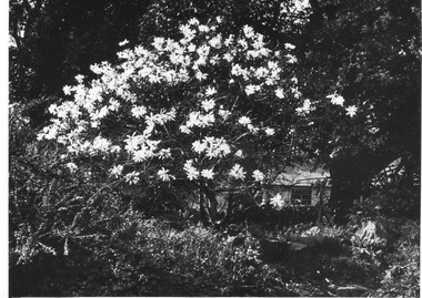 Photograph - Black and white print, E.M. Gibson, Magnolia stellata in Rockery, 1947