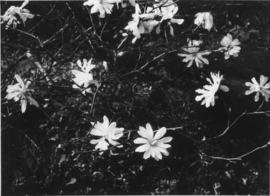 Photograph - Black and white print, E.M. Gibson, Magnolia stellata Flowers, 1947