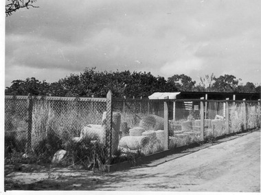 Photograph - Black and white print, E.M. Gibson, The Horticultural (Division) Enclosure, 1951