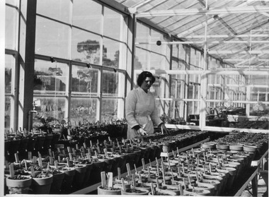 Photograph - Black and white print, E.M. Gibson, Elspeth Newman Working in P.R.L, 1947