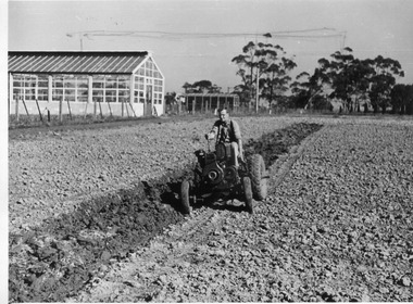 Photograph - Black and white print, E.M. Gibson, Student Driving Tractor, 1949-1951
