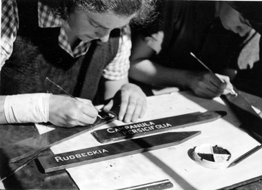 Photograph - Black and white print, E.M. Gibson, Students Painting Plant Labels, 1949-1951
