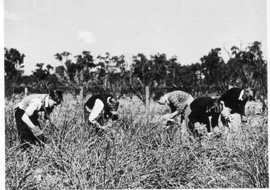 Photograph - Black and white print, E.M. Gibson, Students Working Outside, 1949-1951