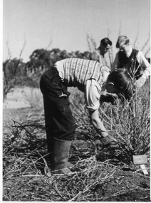 Photograph - Black and white print, E.M. Gibson, Student Pruning, 1949-1951