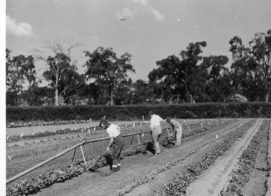 Photograph - Black and white print, E.M. Gibson, Students Cultivating Crops in the Orchard, 1949-1951