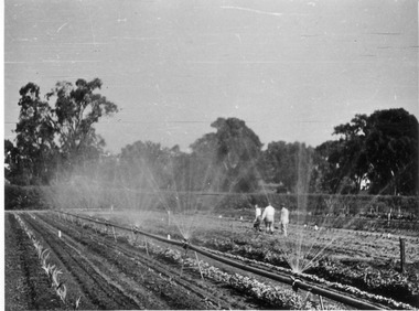 Photograph - Black and white print, E.M. Gibson, Webb-Way Watering System in the Orchard, 1949-1951