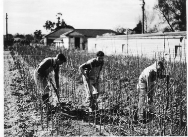Photograph - Black and white print, E.M. Gibson, Students Pruning, 1950-1951