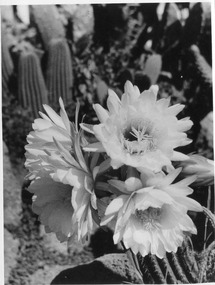 Photograph - Black and white print, E.M. Gibson, Cactus Flowers, 1 November 1947