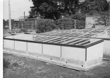 Photograph - Black and white print, E.M. Gibson, Cold Frames, Early September 1947