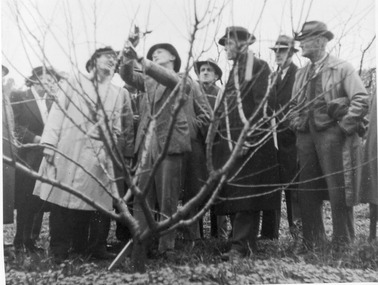 Photograph - Black and white print, E.M. Gibson, Pruning Day 1948, 3 July 1948