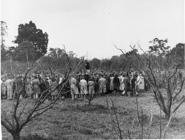 Photograph - Black and white print, E.M. Gibson, Pruning Day 1948, 3 July 1948