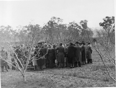 Photograph - Black and white print, E.M. Gibson, Pruning Day 1948, 3 July 1948