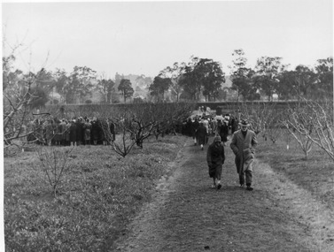 Photograph - Black and white print, E.M. Gibson, Pruning Day 1948, 3 July 1948