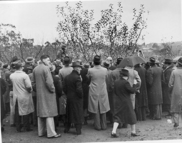 Photograph - Black and white print, E.M. Gibson, Pruning Day 1948, 3 July 1948