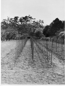 Photograph - Black and white print, E.M. Gibson, Planting Rows in the Orchard, Late 1940s