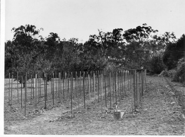 Photograph - Black and white print, E.M. Gibson, Planting Rows in the Orchard, Late 1940s