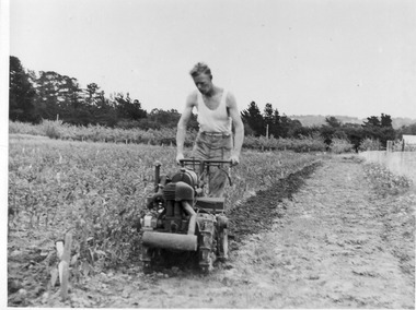 Photograph - Black and white print, E.M. Gibson, Student Using Rotary Hoe, Late 1940s