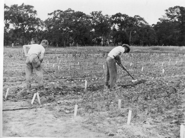 Photograph - Black and white print, E.M. Gibson, Students Hoeing in the Orchard, Late 1940s