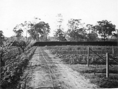 Photograph - Black and white print, E.M. Gibson, Rows of Vegetables in the Orchards, Mid-September1947