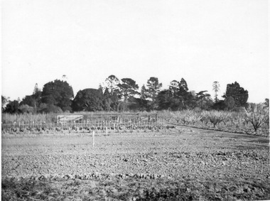 Photograph - Black and white print, E.M. Gibson, Orchard, Mid-September 1947