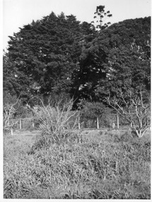 Photograph - Black and white print, E.M. Gibson, Monterey Cypress, Mid-September 1947