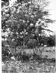 Photograph - Black and white print, E.M. Gibson, Magnolia soulangeana in Front of Principal's Residence, Mid-September 1947