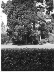 Photograph - Black and white print, E.M. Gibson, Cupressus macrocarpa, Mid-September 1947