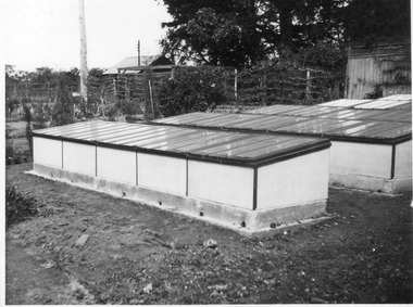 Photograph - Black and white print, E.M. Gibson, Nursery Frames, Mid-September 1947