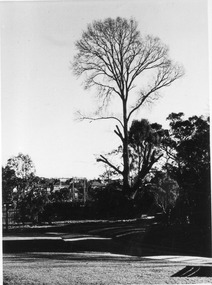 Photograph - Black and white print, E.M. Gibson, Dead Cypress, 18 July 1948